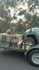 Cet enfoiré transporte son chien sur sa cage en voiture... Cruel!
