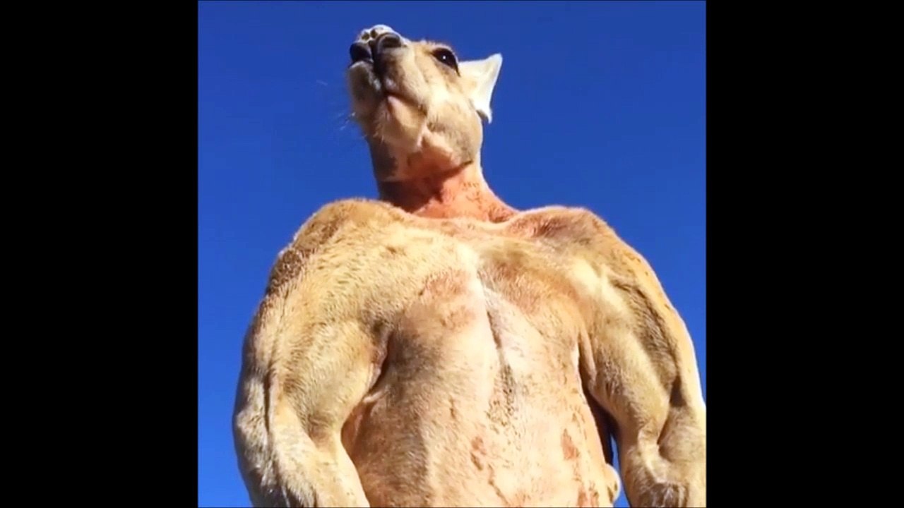 Hey regarde ces muscles! Ahaha