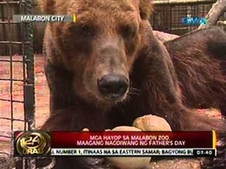 24oras: Mga hayop sa Malabon Zoo, maagang nagdiwang ng Father's day