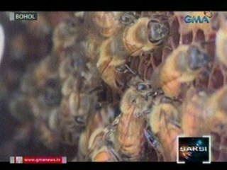 Saksi: Bee sting therapy o tusok ng bubuyog na nakagagaling daw, dinarayo sa Bohol