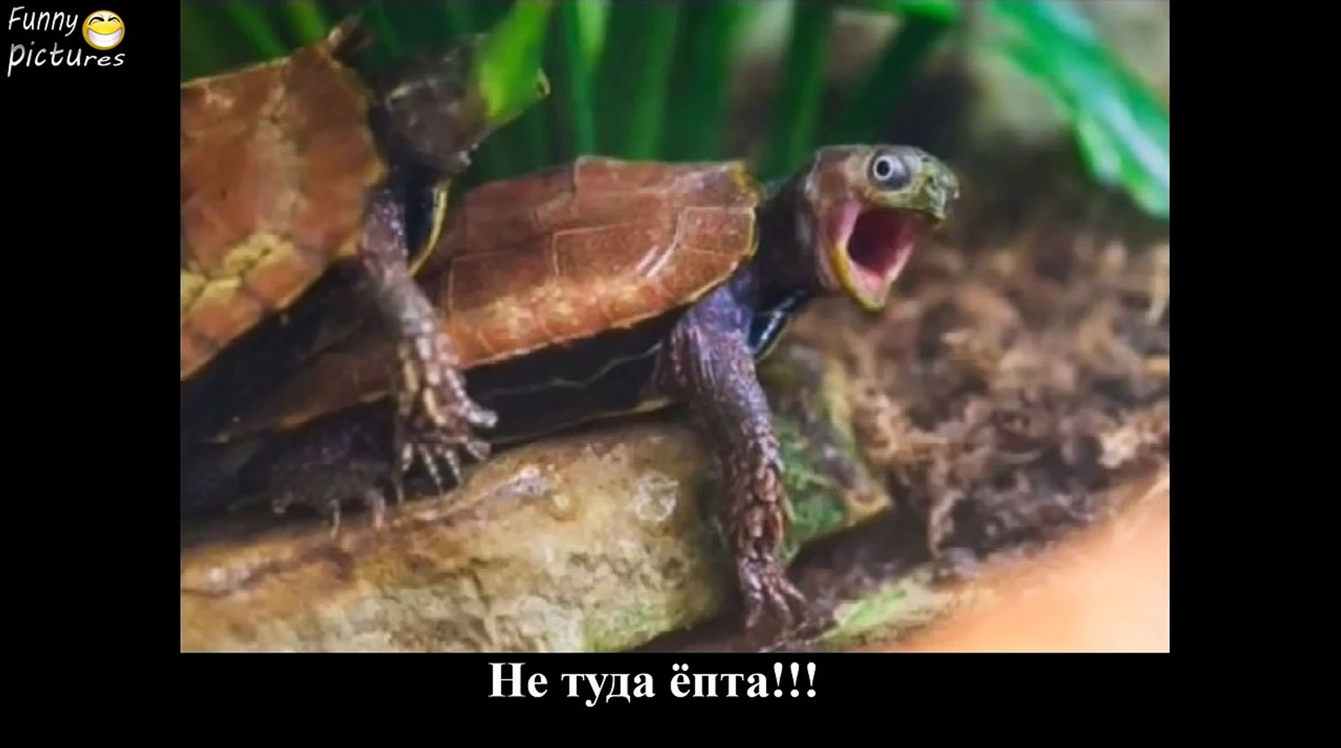 Приколы Лучшие ПРИКОЛЫ