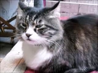 10 değişik farklı kedi sesi