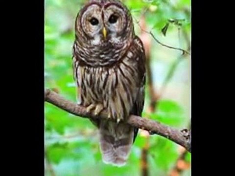 10 Farklı Çeşit Baykuş Sesi 10 Değişik Baykuş Ötüşü