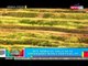 BP: Rice Terraces, inalis na sa endangered world heritage list