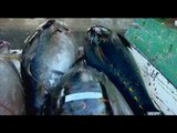 Tuna, isa sa pinaka-in demand na isda sa buong mundo