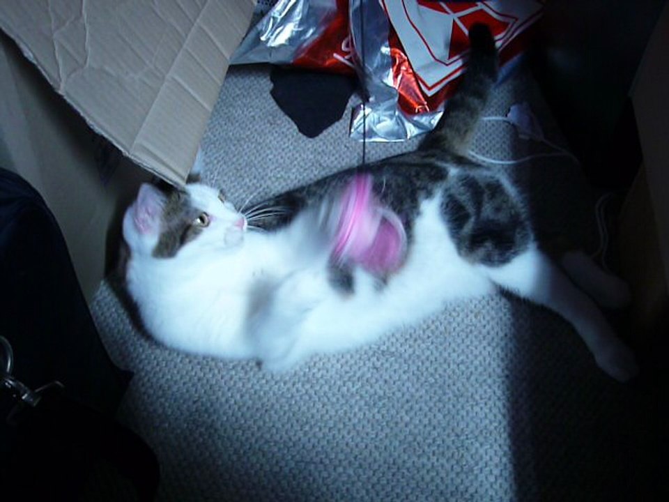 Katze Bella mit Spielangel