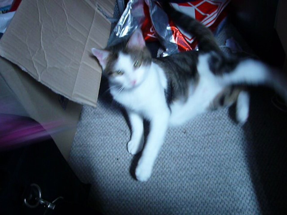 katze bella