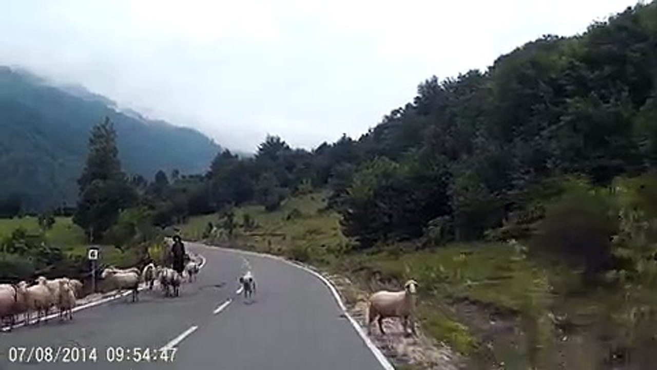 Une bergère se fait très violemment attaquer par un de ses moutons
