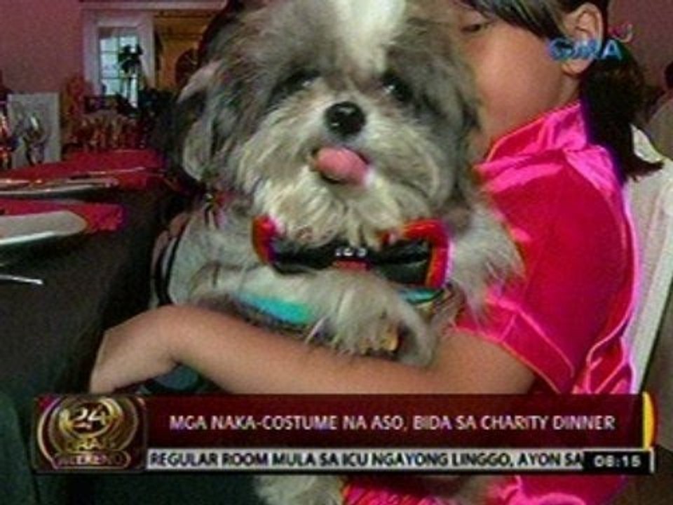 24ORAS:  Mga naka-costume na aso sa Makati, bida sa charity dinner