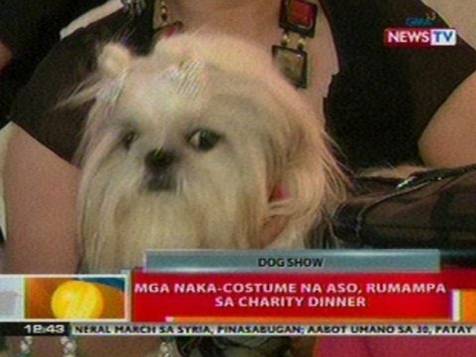 BT: Mga naka-costume na aso, rumampa sa charity dinner sa Makati