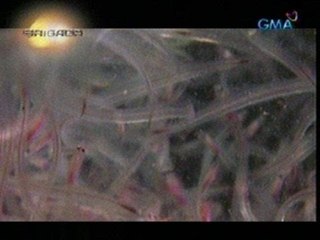 24 Oras: Halos kalahati sa mahigit  isang milyong semilya ng igat na  nakumpiska sa NAIA, namatay