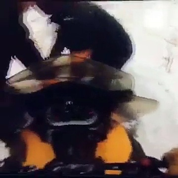 Au Canada, un cheval pris au piège dans la glace a été sauvé de justesse. Incroyable !