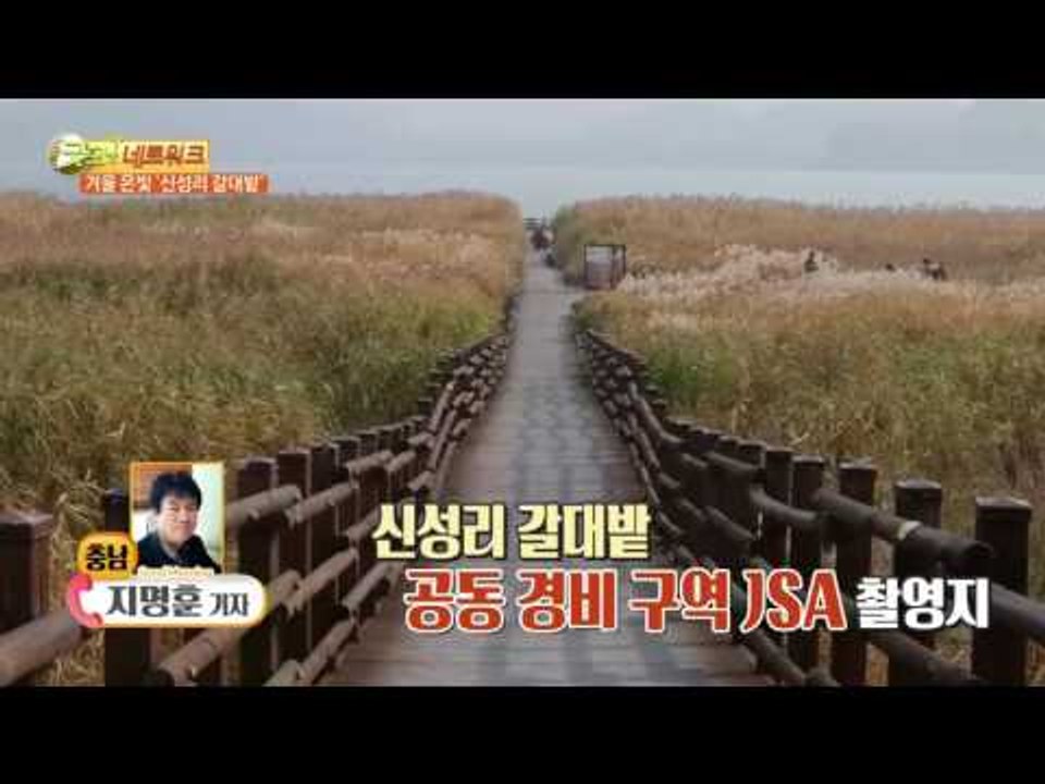 겨울 은빛 물결 ‘신성리 갈대밭’