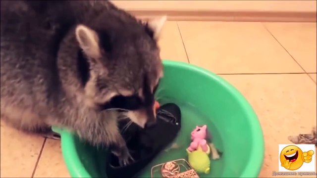 Самые смешные приколы с животными ноябрь 2016 /The most funny jokes with animals November 2016