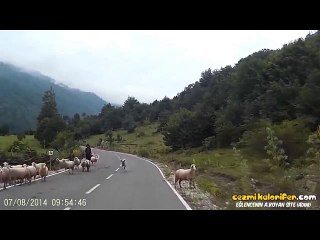 Koyunların İsyan Edip Çobana Saldırması