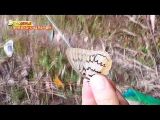 예약만 받아요~ 나비 & 곤충 박물관!