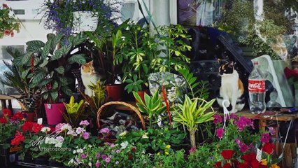 Incredible video about the beauty of Bulgaria seen through the eyes of a chinese tourist