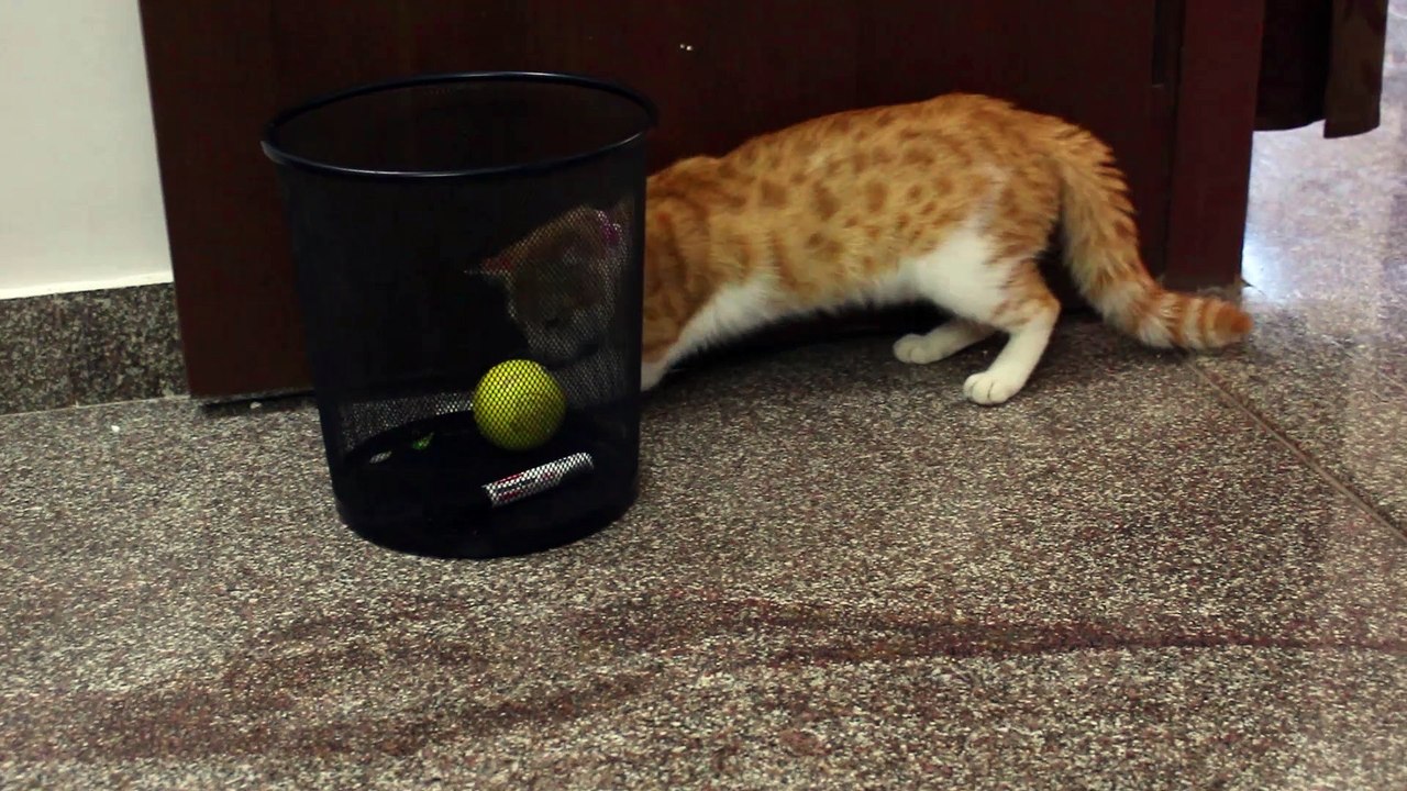 Minnu's Hunt For Ball