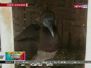 BP: Nanghihinang ibon na brown booby, nailigtas sa Davao