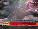 BT: Pawikan na namataan sa baybayin ng Manila Bay, nasa pangangalaga ng Manila Zoo