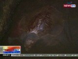 NTG: Sugatang pawikan, nailigtas sa Manila Bay