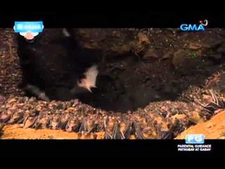 Pasukin ang mundo ng mga paniki sa 'AHA!'