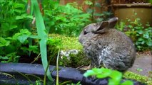 CUTE BABY BUNNY ★ Young Wild Rabbit in my Garden