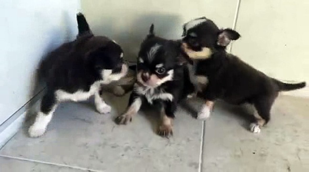 CHIWAWA