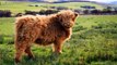 22 Animals Who Have The Most Majestic Hair We’ve Ever Seen 2016