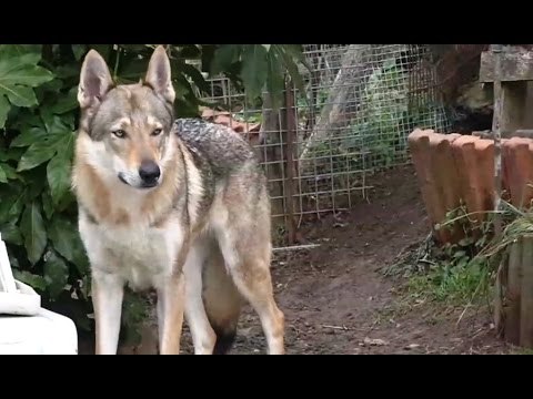 Ibridi tra cane e lupo, sequestrati in tutta Italia 229 esemplari pericolosi (14.01.17)