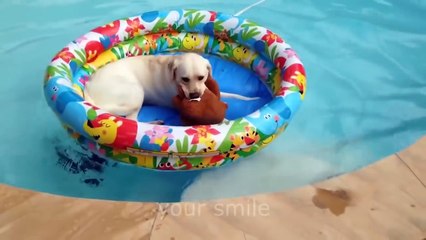 ПРИКОЛЫ С ЖИВОТНЫМИ САМАЯ КРУТАЯ ПОДБОРКА))))