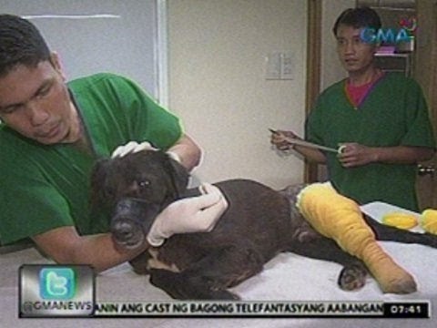 24Oras: Nasagasaang aso sa Pasay, nabigyan ng bagong buhay sa tulong ng isang guro