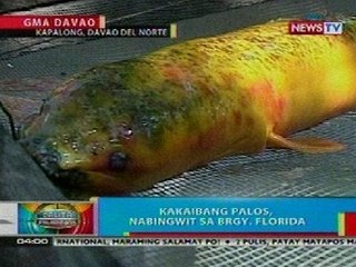 BP: Kakaibang palos na dilaw, nabingwit sa Davao del Norte