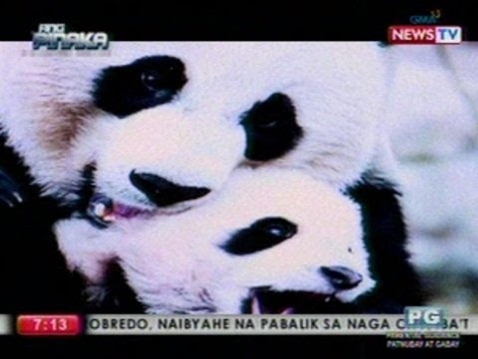 Ang Pinaka: Kakaibang Animal T.L.C. (Tender Loving Care)