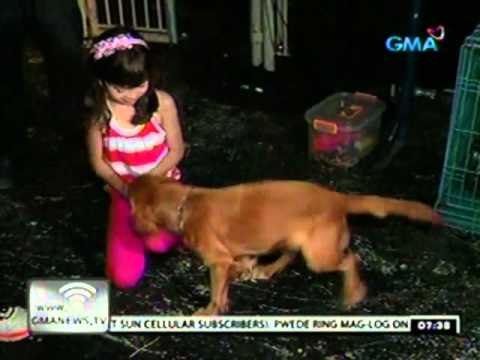 24 Oras: Asong bida sa Ang Aso ni San Roque , dating bomb-sniffing dog