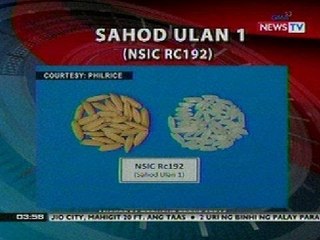BP: 2 uri ng binhi ng palay para sa tagtuyot at tag-ulan, inirekomenda ng Philrice sa mga magsasaka