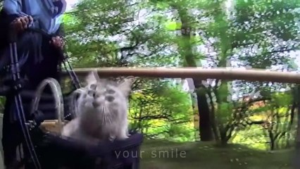 КОТЫ ПРИКОЛЫ | СОБАКИ  ПРИКОЛЫ | ТОП САМЫХ СМЕШНЫХ ПРИКОЛОВ