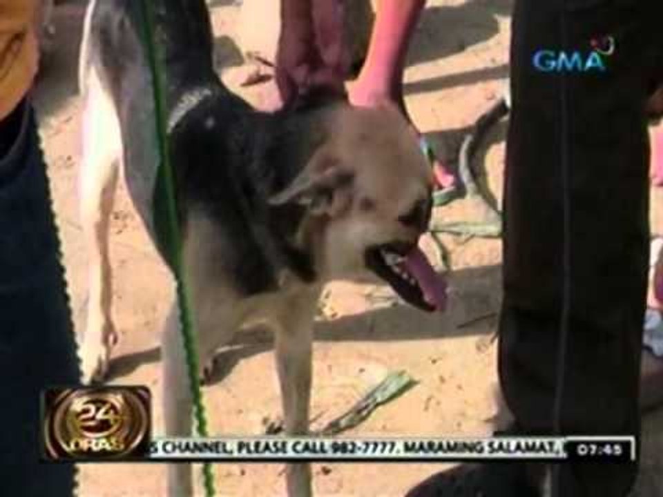 Hero dog na si Kabang, nasa Maynila bilang paghahanda sa kanyang operasyon sa Amerika