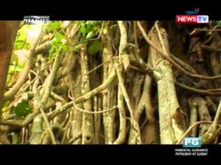 Motorcycle Diaries: Ang pinakamataas na puno sa Southeast Asia, matatagpuan sa Aurora