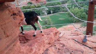 Dumbass Scares A Goat Off A Cliff