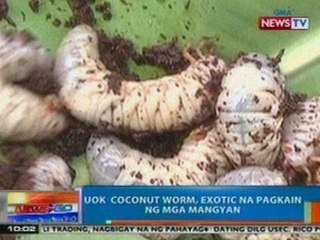 NTG: SPECIAL REPORT: Uok Coconut Worm, exotic na pagkain ng mga Mangyan