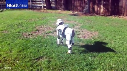 Star Paws: Little pooch is dressed up as a Stormtrooper
