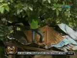 24 Oras: Bahay ng nasa 100 pamilyang informal settler, giniba