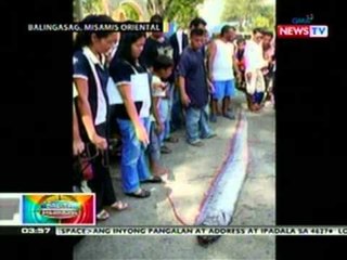 3 metrong endangered oar fish, napadpad sa dalampasigan ng Brgy. Cogon, Balingasag, Misamis Oriental