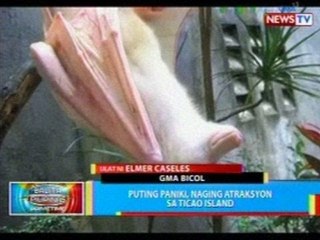 BP: Puting paniki, naging atraksyon sa Ticao Island
