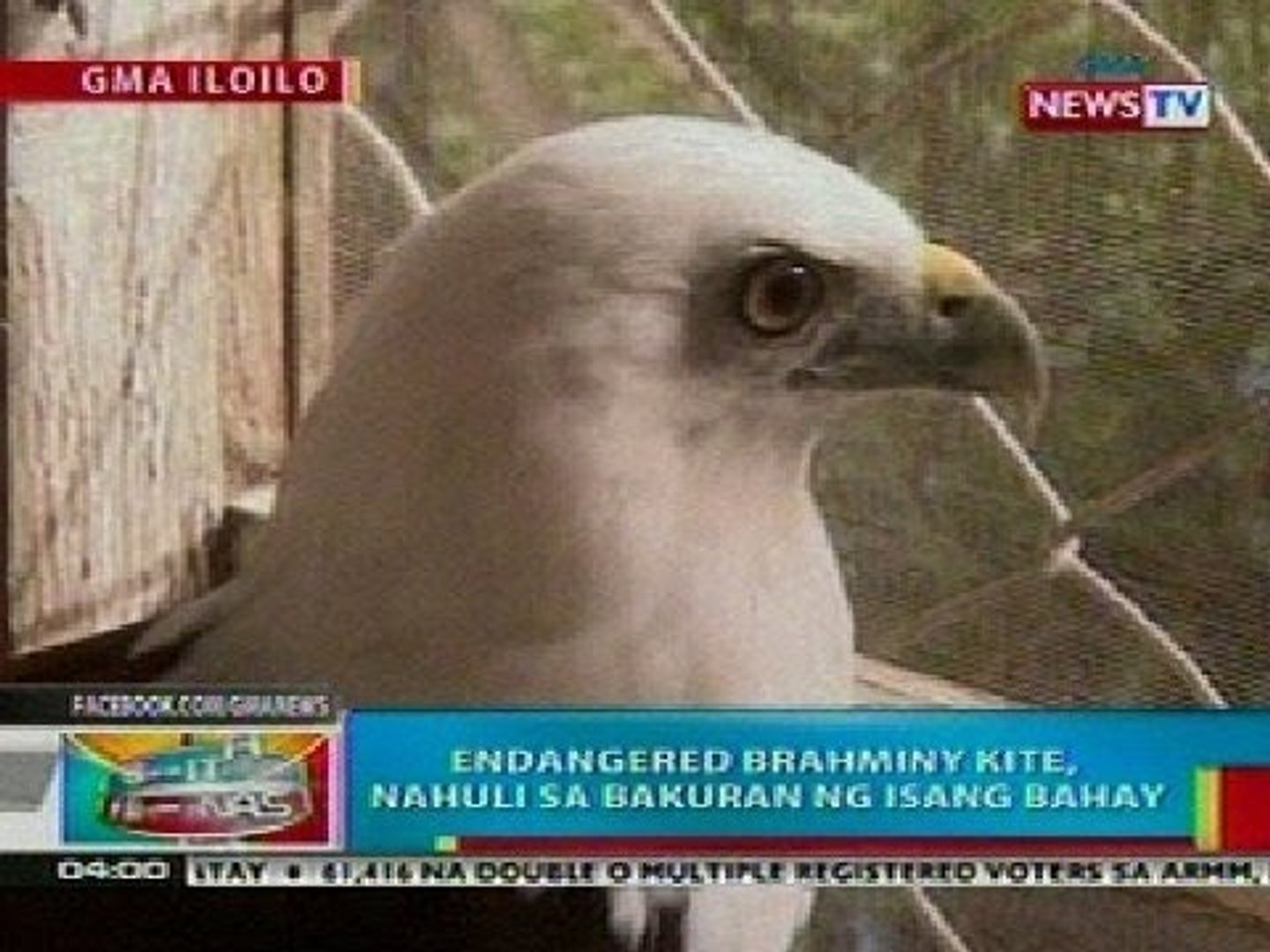 ⁣BP: Endangered brahminy kite, nahuli sa Iloilo City