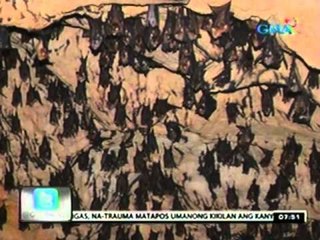 24 Oras: Albino bat, natagpuan sa Quezon