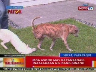 BT: Mga asong may kapansanan, inaalagaan ng isang ginang sa Sucat, Parañaque