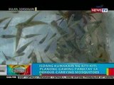 BP: Isdang kumakain ng kiti-kiti, planong gawing pamatay sa dengue-carrying mosquitoes
