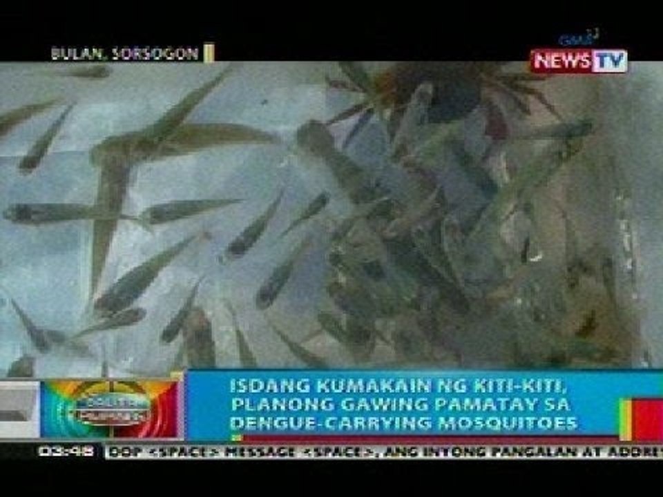 BP: Isdang kumakain ng kiti-kiti, planong gawing pamatay sa dengue-carrying mosquitoes